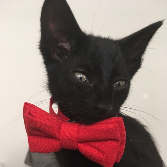 Meet your Posher, Lauren - Picture 3 of 4